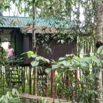 Khao Sok Treehouse Resort