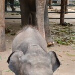 Not all elephants are big