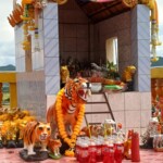 Fanta offered to Tigers