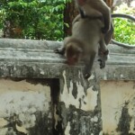 Feels good Monkeys having fun in public