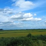 Ricefields everywhere