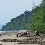 There are cows on the beach