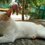 I don't care about elephants