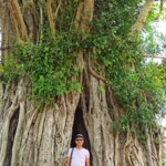 Lopburi big tree