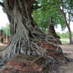 Treeroots in monuments