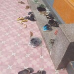 Sandals and Sneakers