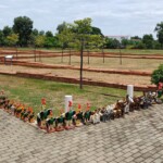 Cockerels & The foundations of the Chan Royal Palace