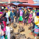 Black Pigs at Dong Van market