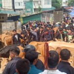 Cows Dong Van market
