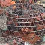 Chicks at love market