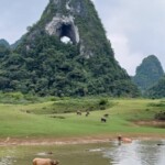 THe Eye and Buffalo Nui Mat Than