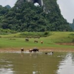 Buffalo and Eye Nui Mat Than