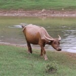 Water Buffalo Nui Mat Than